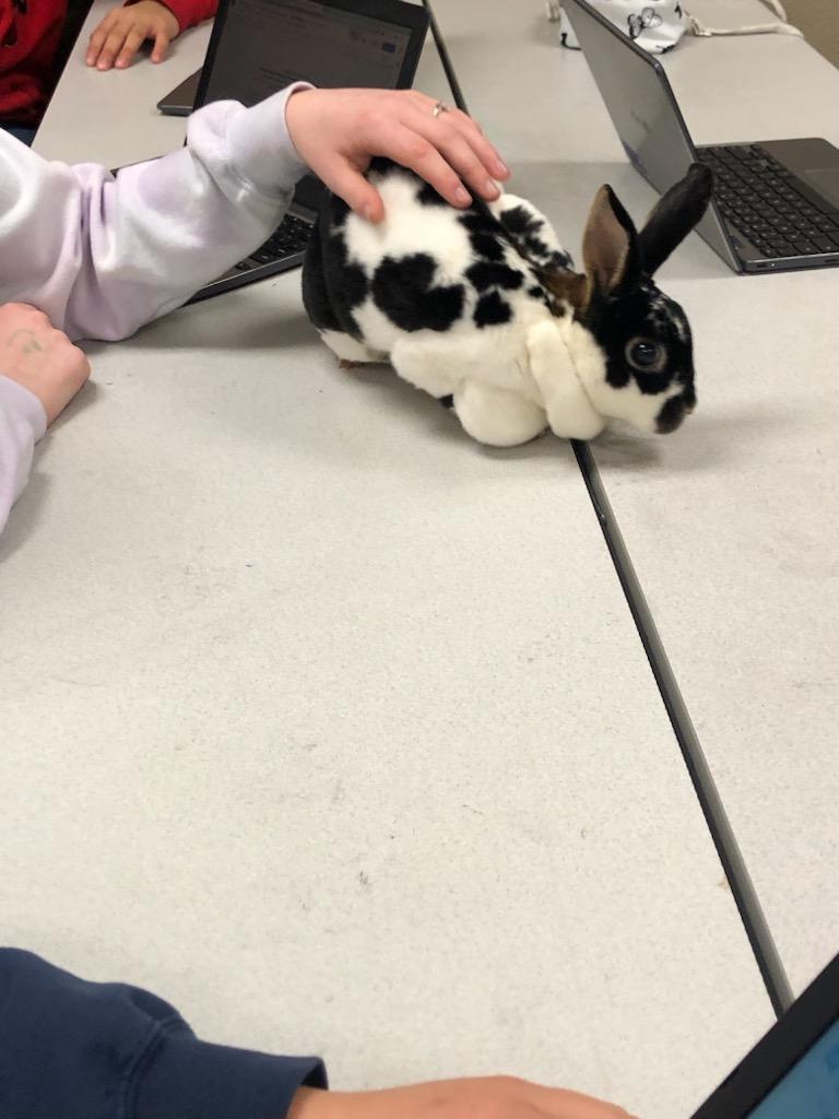 students studying rabbits